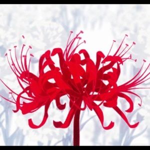 Meet your Posher, Julian